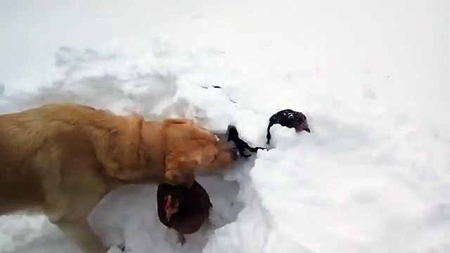 Un chien va sauver 2 poules coincées dans la neige... Pret pour les avalanches