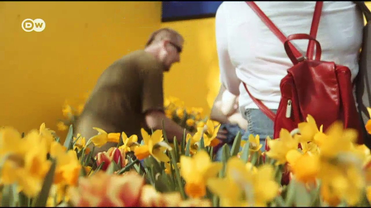 Blütenpracht auf dem Keukenhof | DW Deutch