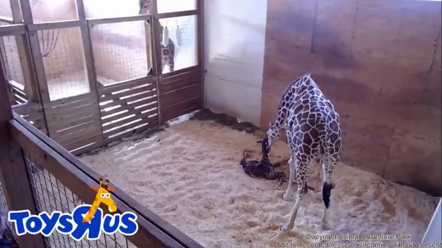 Accouchement d'une girafe retransmise sur le net.... Magique