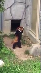 Red Panda tries to intimidate a rock.