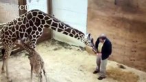 Yavrusunu korumak isteyen zürafanın tekmesi