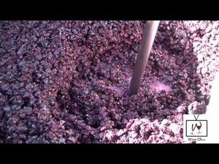 How to Make Wine in Napa: Harvest & Punch Down WINE TV