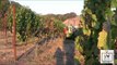 Learn How to Make Sparkling Wine at Gloria Ferrer Winery WINE TV