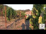 Learn How to Make Sparkling Wine at Gloria Ferrer Winery WINE TV