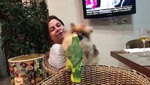 Pomeranian and Parrot Kisses