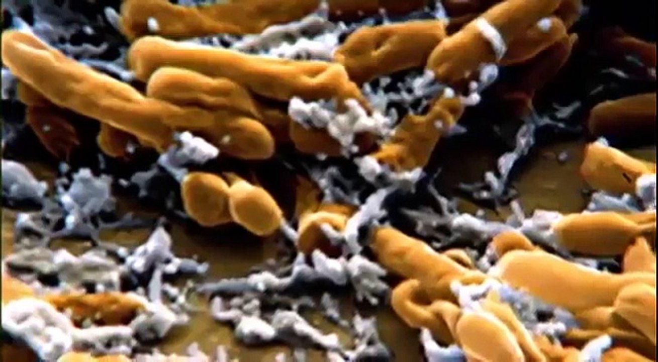 EVOLUTIONARY ARMS RACE PBS NOVA DOCUMENTARY ( length) part 1/2