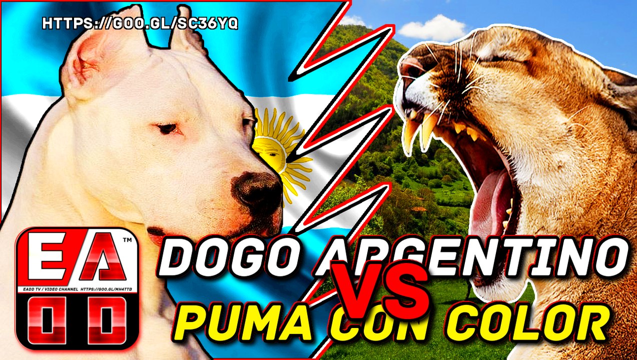Dogo argentino vs Puma (Pelea a muerte hipotetica) Quien gana