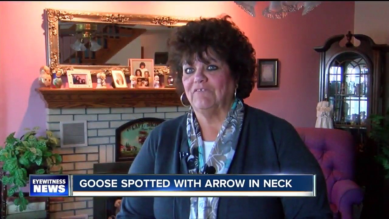 Tough goose spotting walking around New York with an arrow through its neck