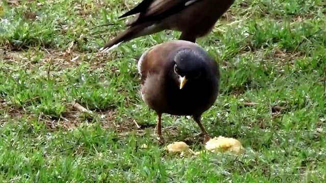 documentary | the bird documentary | myna birds documentary | the documentary best |