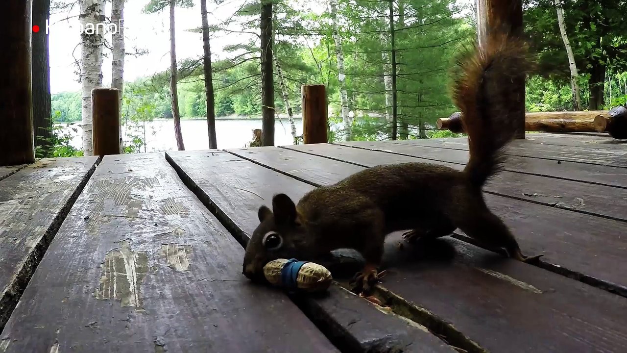 Le juegan una mala pasada a una ardilla hambrienta
