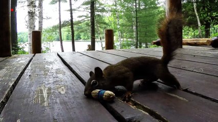 Le juegan una mala pasada a una ardilla hambrienta
