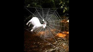 Spider Goat Documentary (BBC)