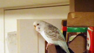 Budgie Watches BBC Documentary on Wild Budgies, Sees Budgie Eaten by Falcon