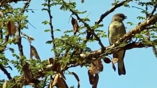 Honey Guide Bird amazing BBC Documentary by jaandil7   YouTube