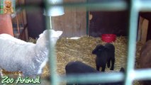 Sheep and lambs happy in his house on farm - Farm animals vi