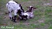 Happy goats in farm animals - Funniest animal video for kids - Animais TV