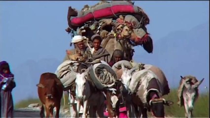 Dogs of Peace, The Story Of Mine Detection Dogs - Full Documentary HD http://BestDramaTv.Net