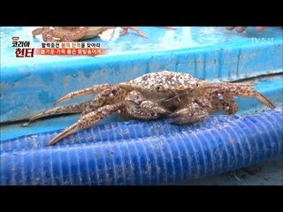 알이 가득 찬 ‘왕밤송이게’를 잡아라! [뉴 코리아 헌터] 41회 20170313