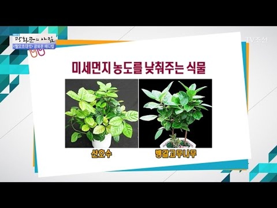 미세먼지 농도를 낮춰주는 식물! [광화문의 아침] 439회 20170313