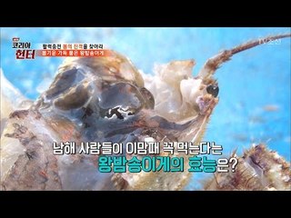 봄의 진객! 왕밤송이게의 효능은? [뉴 코리아 헌터] 41회 20170313