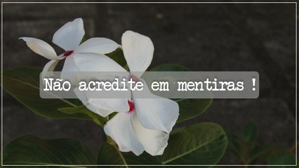 NÃO ACREDITE EM MENTIRAS! | AMÊNDOA