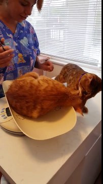 Ce chat remarque que son amie passe un bilan de santé, mais lorsqu'il s'approche pour l'aider, j'en suis resté SANS VOIX