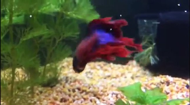 Reproduction guppy : bebes guppies | Reproduction guppy : bebes guppies