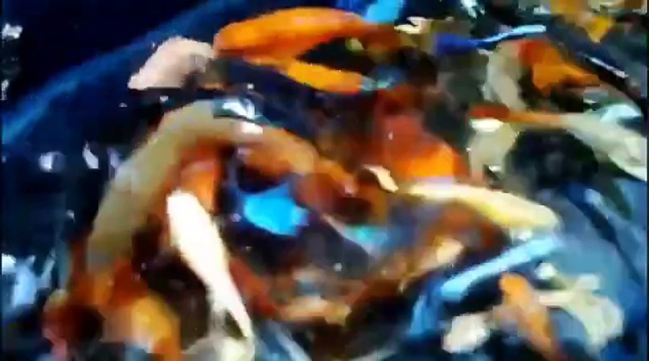 fish fish fish fish fish fish verry best verry beautiful