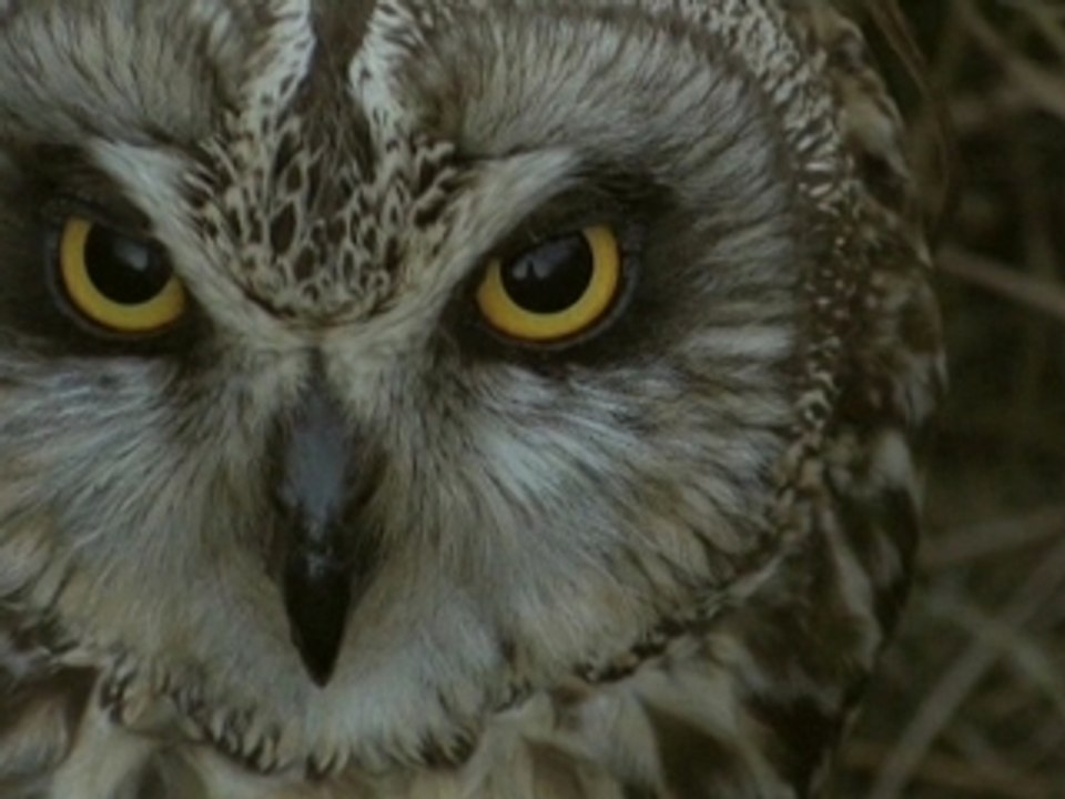 Vendée Sauvage-Kröll le Goéland©P.Garguil-Cg85