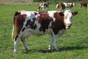 Top 10 Famous Largest Cattle Breeds In The World