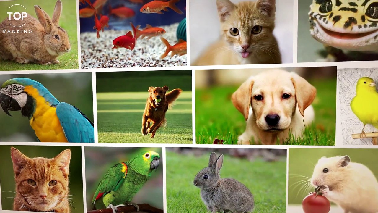 6 Inusuales Mascotas Que Puedes Comprar