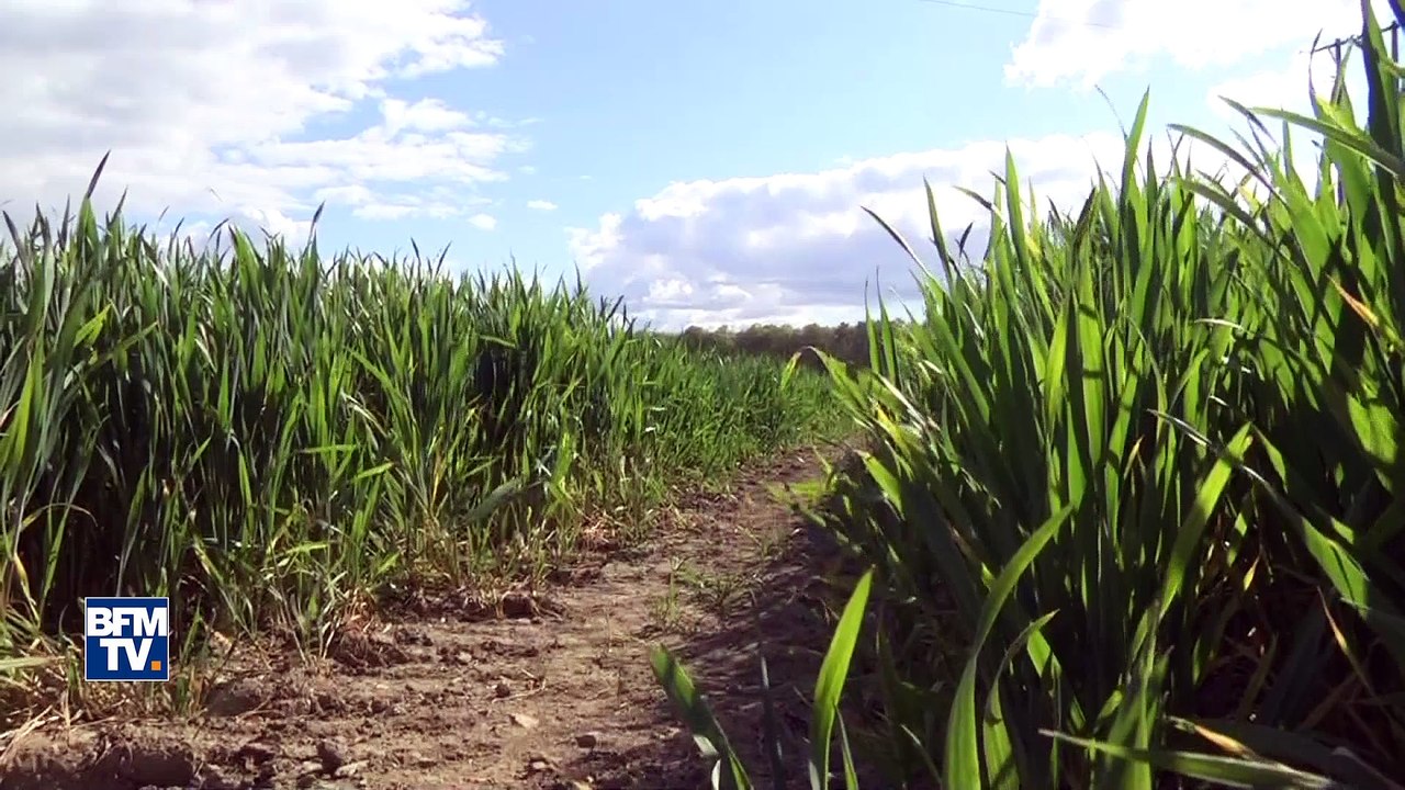 Il n'a pas plu assez cet hiver… La Normandie et l'Alsace déjà menacées par la sécheresse