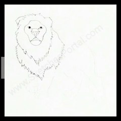 How to Draw a Lion In 12 steps