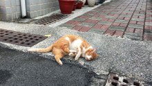 Cute Cat
