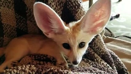 Curious Lucy the Fennec fox