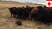 Video shows beaver herding 150 curious cows on Canadian farm