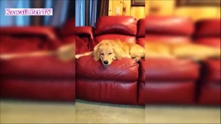 「最高におもしろ犬」 かわいいゴールデンレトリバーのハプニング, 失敗動画集