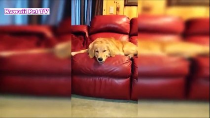 「最高におもしろ犬」 かわいいゴールデンレトリバーのハプニング, 失敗動画集