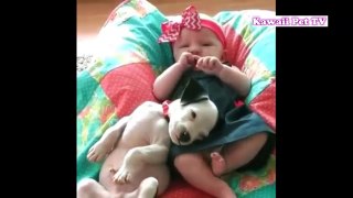 「美しい友情赤ちゃんとワンコ」赤ちゃんがかわいい子犬と遊ぼう