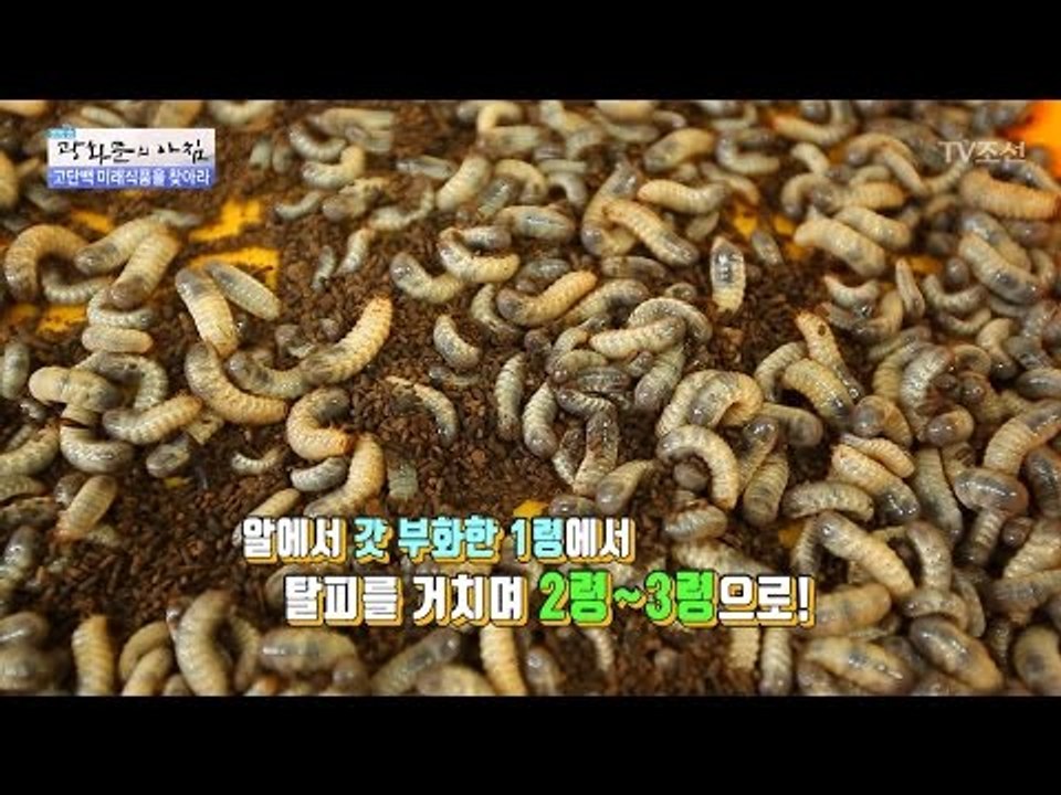 먹을 수 있는 꽃벵이는 무엇일까? [광화문의 아침] 437회 20170309