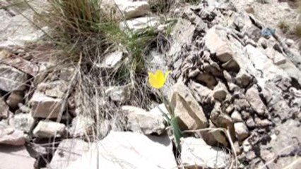 Oltu Lale Dağında Lale ve Menekşeler Açtı