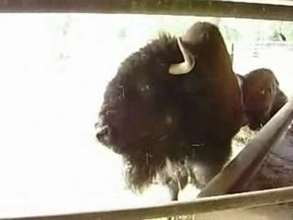Bison