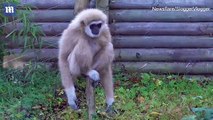 Gibbons go crazy when they discover rat inside their enclosure - Daily Mail Online[via torchbrowser.com]