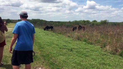 Un cheval attaque un alligator dans un parc national aux Etats-Unis.