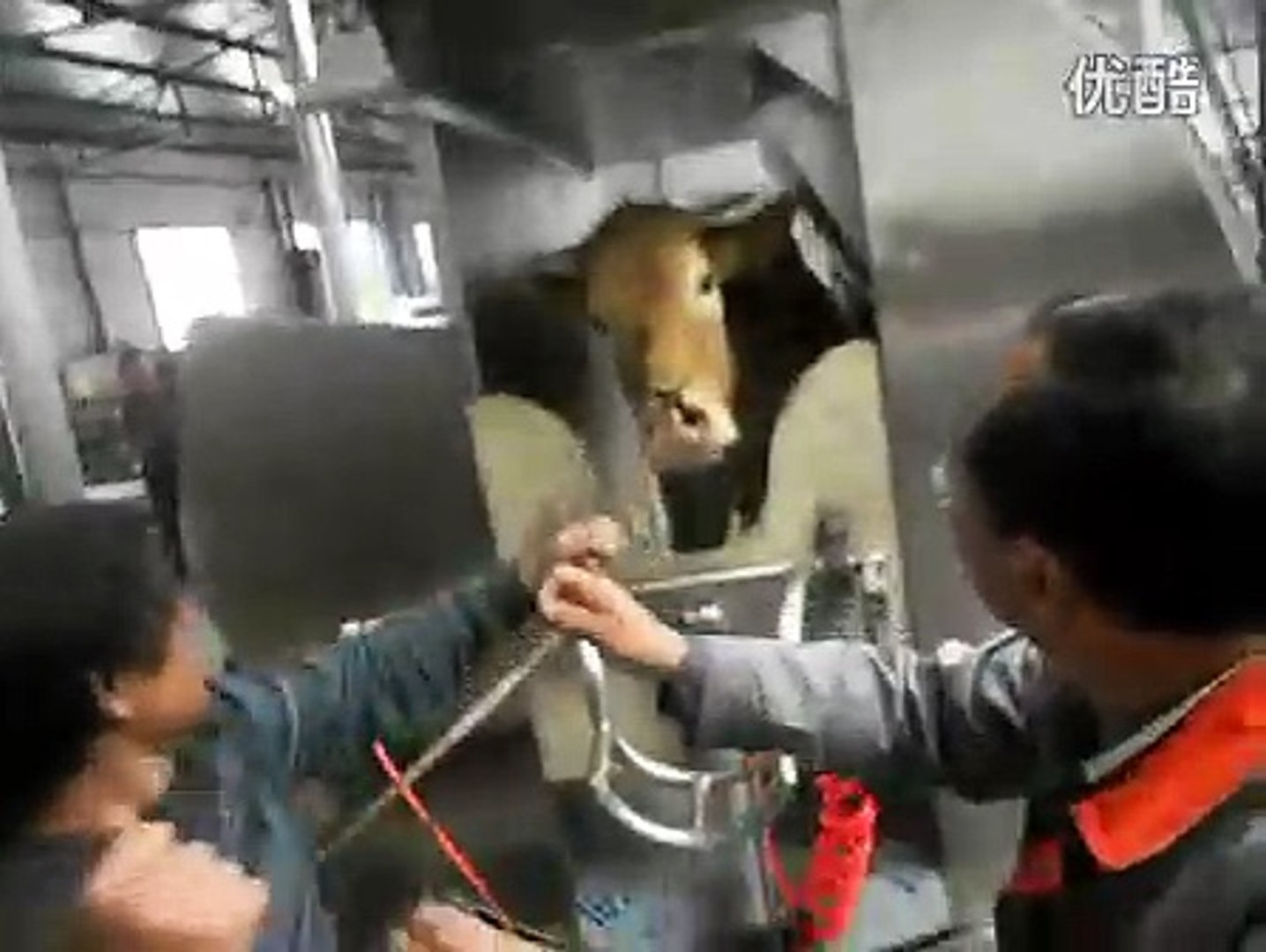 Cow documentary