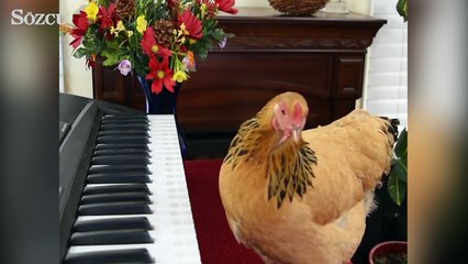 Müzik dehası tavuk...