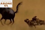 Vahşi Köpeklerin Öküz Başlı Antilop Avı