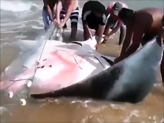 Ils tombent sur une raie manta piégée dans son filet de pêche et vont tout faire pour la sauver