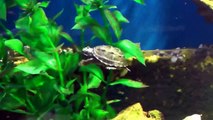 Cute turtles babies in the underwater kindergarten-F6XjJ1nj