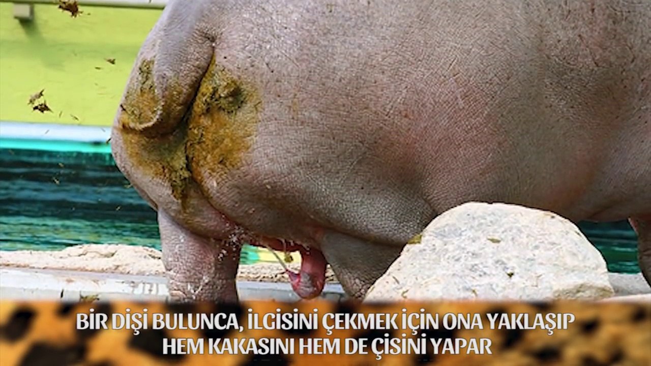 En Garip 10 Hayvan Çiftleşmesi Dailymotion Video